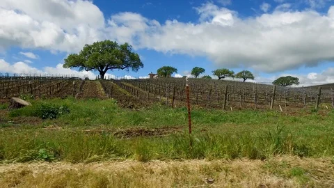 Santa Ynez Vinyard 库存影片 116138723