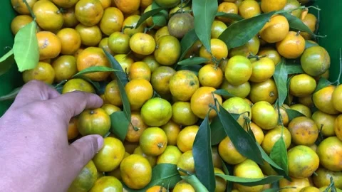 Santang orange Video stock 270456466