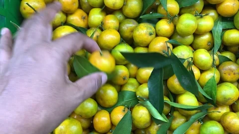 Santang orange, Video stock 270456467