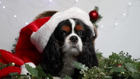 Santas hat Stock Footage 259048669