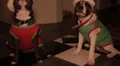 Santa's little helper puppies HD Footage