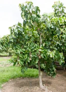 Santol tree Stock Photos