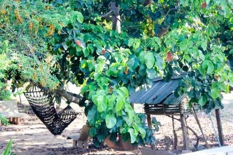Santol tree Stock Photos