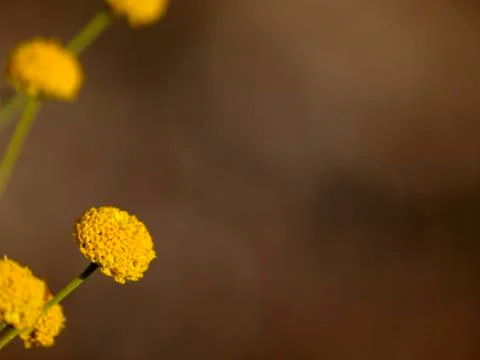 Santolina 스톡 사진
