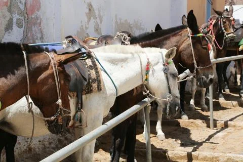 Santorini Donkey Stock Photos