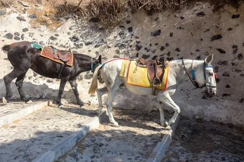 Santorini Mules Stock Photos