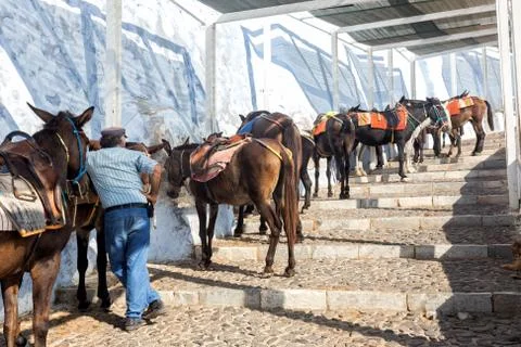 Santorini Mules Stock Photos