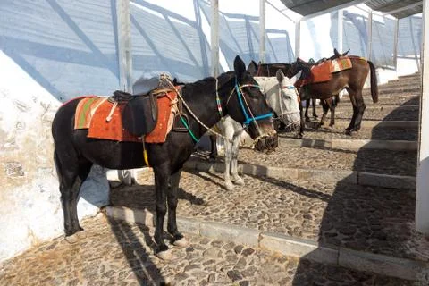 Santorini Mules Stock Photos
