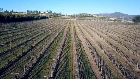 Santos bodegas de Santo Tomas, vineyard farm Stock Footage 104234953