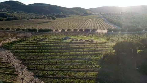 Santos bodegas de Santo Tomas, vineyard farm Video stock 104235656