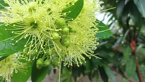 Santos temon flower Stock Footage 234575973