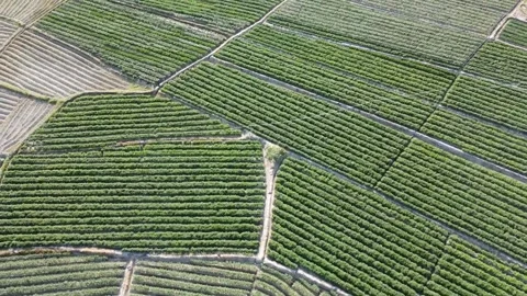 Sanya Rice Paddy Fields Stock-Footage 311118851