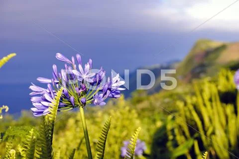 Sao jorge, azores Stock Photos