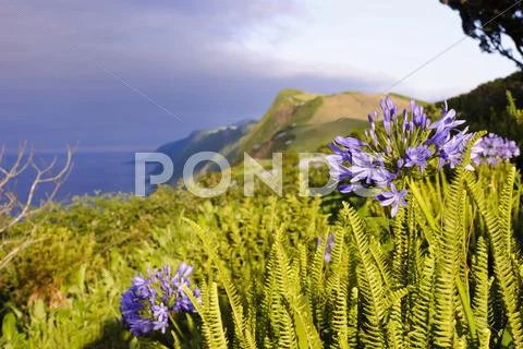 Sao jorge, azores Stock Photos