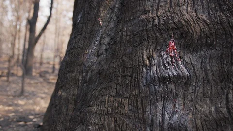 Sap bleeds after forest fire Stock Footage 127620448