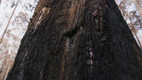 Sap bleeds from burnt tree Stock Footage 127618284