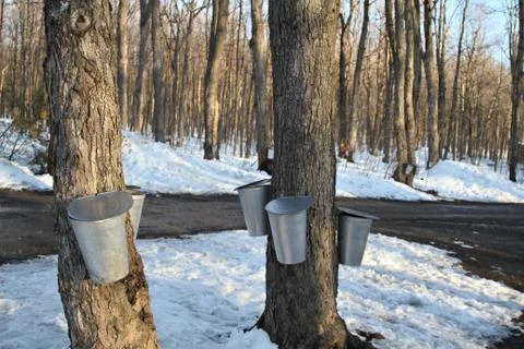 Sap buckets attached to trees Stock Photos