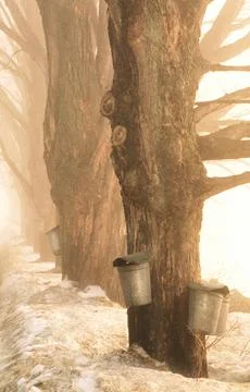 Sap Buckets Stock Photos