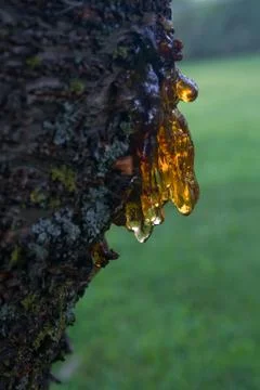 Sap from Cherry Tree Stock Photos