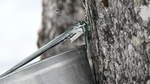 Sap collection process from maple trees in the early spring forest Stock Footage 304696267