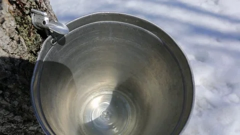 Sap dripping into bucket. Stock Footage 73937743