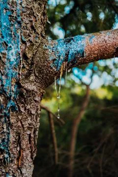 Sap Dripping Off Tree Stock Photos