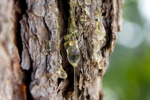 Sap Dripping from Tree Trunk Close-Up Foto stock