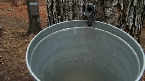 Sap drips from tapped maple tree Stock Footage 659714