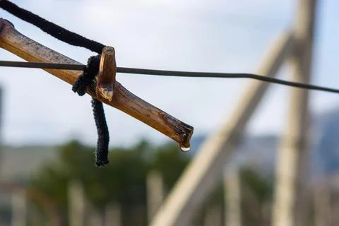Sap flow of grape vines Stock Photos
