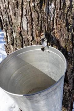Sap flowing from maple tree into a pail at springtime Stock Photos
