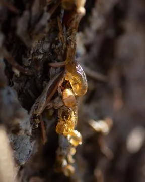 Sap leaking out a pine tree Stock Photos
