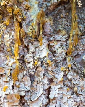 Sap leaking out a pine tree Stock Photos