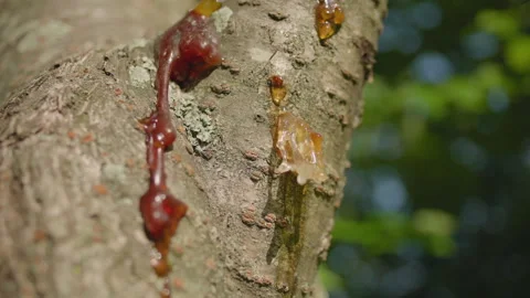 Sap Oozing and Ants on Cherry Tree, Rack Focus Stock Footage 312231232