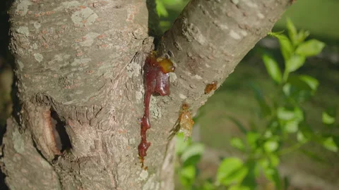 Sap Oozing and Ants on Cherry Tree Stock Footage 312231273