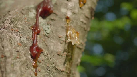 Sap Oozing and Ants on Cherry Tree, Detail Stock Footage 312231491