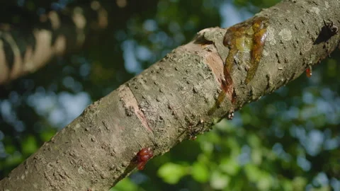 Sap Oozing on Cherry Tree Branch Stock Footage 312231258