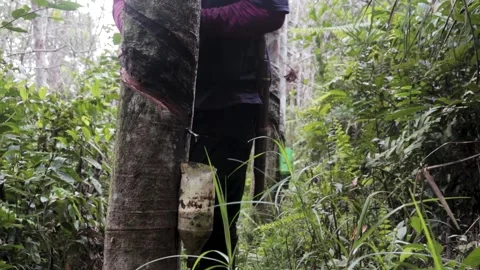 The sap of the Para tree that is dripping Video stock 219348111