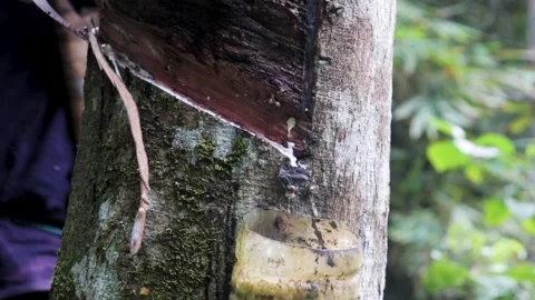 The sap of the Para tree that is dripping Video stock 219348122