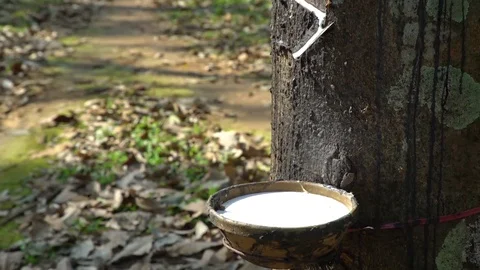 Sap from rubber trees Stock-Footage 74929797