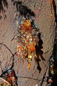 Sap stuck on a tree trunk. a hardened, honey-yellow liquid that comes out o.. Stock Photos