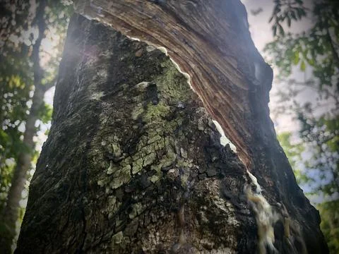 Sap tree in forest Stock Photos