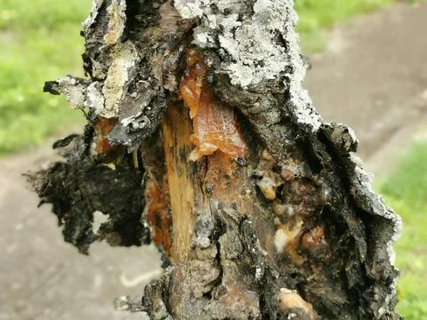 The sap on the tree Stock Photos