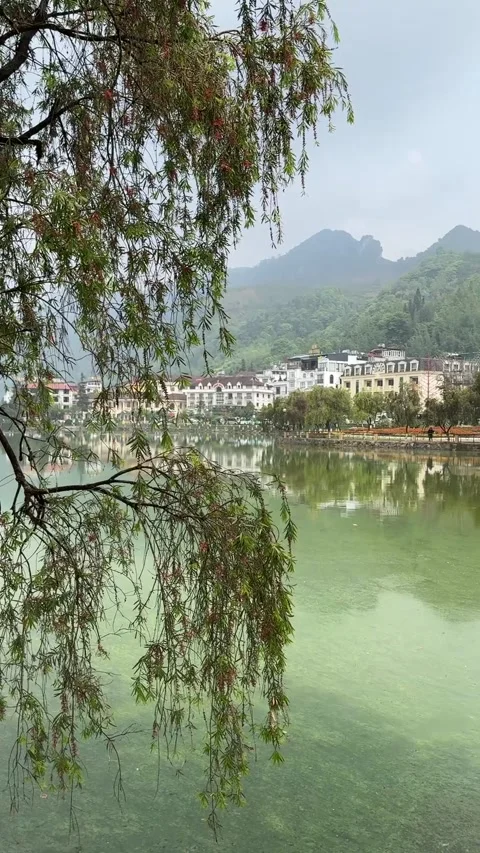 Sapa Lake Reflection with Willow Trees and Green Landscape Vídeo Stock 342536276