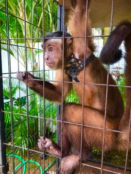 Sapajus monkey Stock Photos