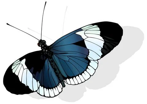 Sapho Longwing Butterfly Stock Illustration