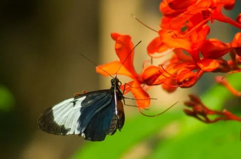 Sapho Longwing Stock Photos