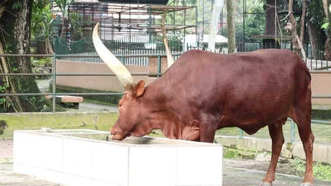 Sapi Afrika (Ankole Watusi Cattle) Stock Footage 120215111