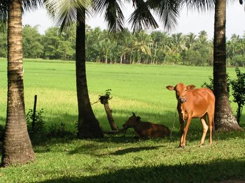 Sapi di Kampoeng Stock Photos