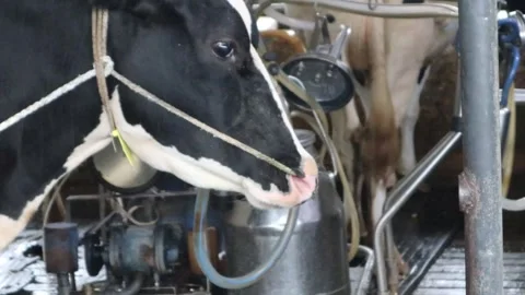 Sapi1 Stock Footage 330915280