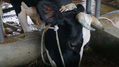 Sapi13 Stock Footage 330915623